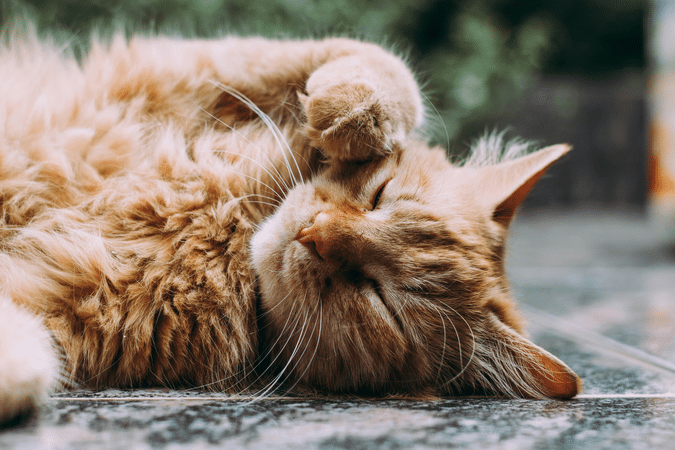 Hoe porus one kat bijdraagt aan een gezonde nierfunctie